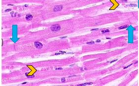 Cardiac Myocyte Structure Function Histo Flashcards Quizlet