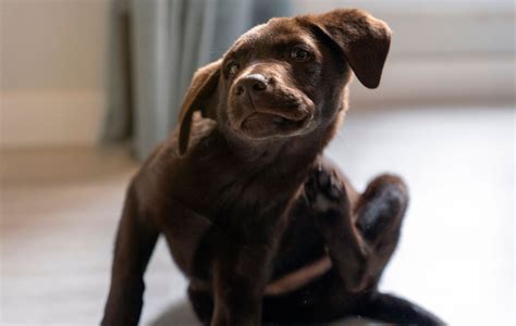 Dog Allergic Reaction: Signs & What to Do Next