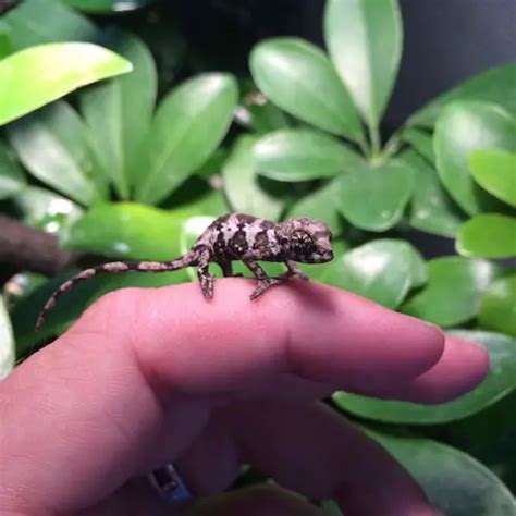 Baby Chameleons | Pet Chamleon Care