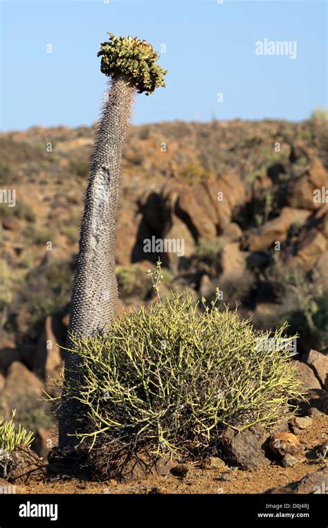 Pachypodium Namaquanum Hi Res Stock Photography And Images Alamy