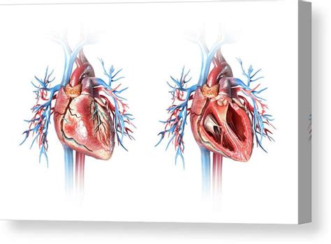 Human Heart Cross Section View Canvas Print Canvas Art By Leonello Calvetti Pixels Canvas Prints