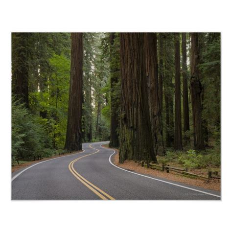 USA, California, road through Redwood forest Poster | Zazzle | Muir ...