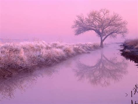 Pink Nature Wallpaper - WallpaperSafari