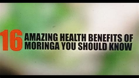 16 Amazing Health Benefits Of Miraculous MORINGA We Should Know