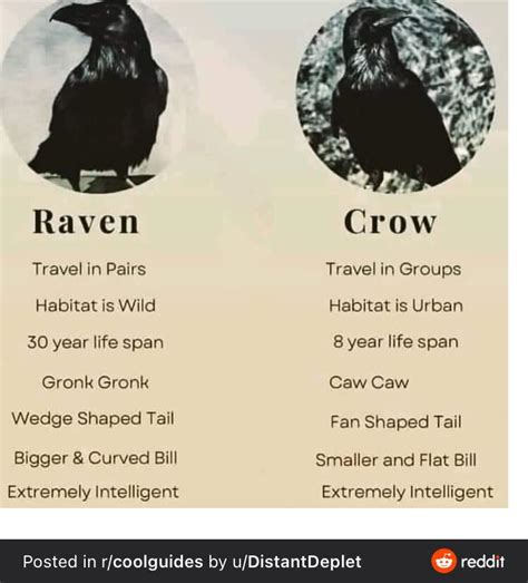 Crow vs Raven : r/WitchesVsPatriarchy