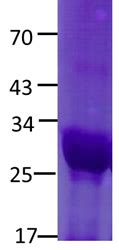 Nfe L D V Protein Neweast Biosciences Gtpase Oncogene And