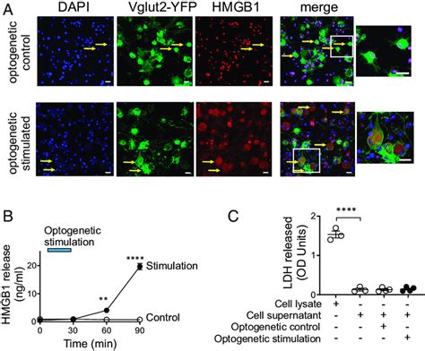 HMGB1 Is Actively Released By Stimulated Sensory Neurons A And B