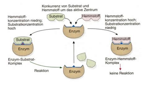 Regulation Der Enzyme Karteikarten Quizlet