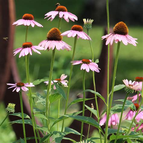 Purple Coneflower - Groundwork Illinois