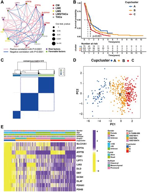 Investigation Of Cuproptosis Regulator Mediated Modification Patterns