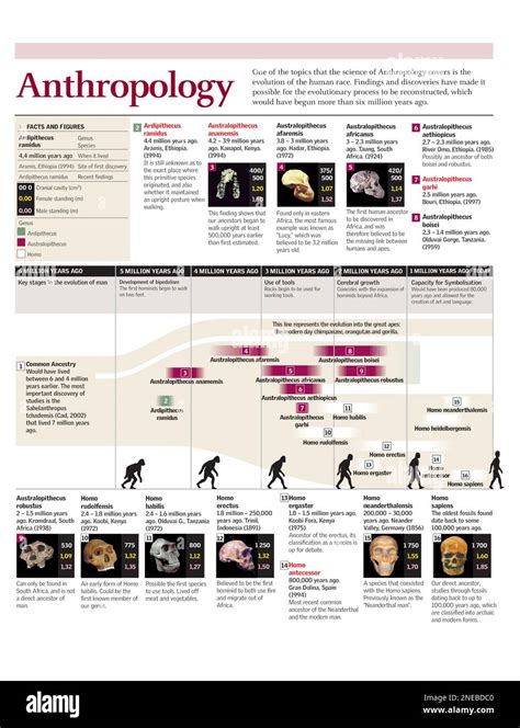 infographic covering  evolutionary history  human beings adobe