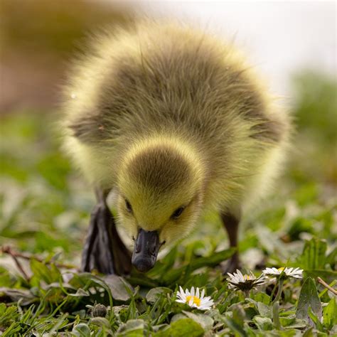 Gosling Goose Chick - Free photo on Pixabay