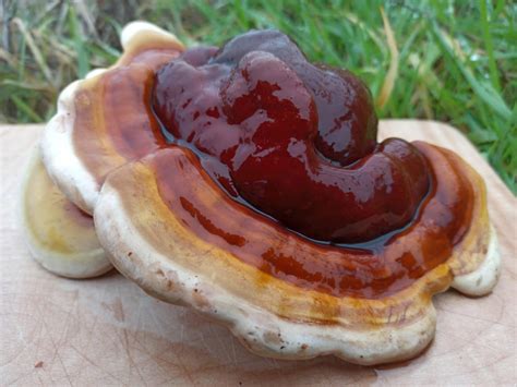 Uk Reishi Mushroom Grow Kit Fully Colonised And Ready To Grow Etsy