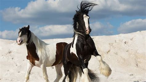 Race Dirlande Lirish Cob Un Magnifique Cheval Très Caractéristique