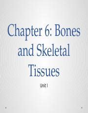 Chapter 6 Skeletal Tissue Pptx Chapter 6 Bones And Skeletal Tissues