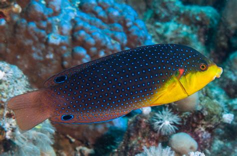 Yellow Breasted Wrasse Initial Phase Anampses Twistii Flickr