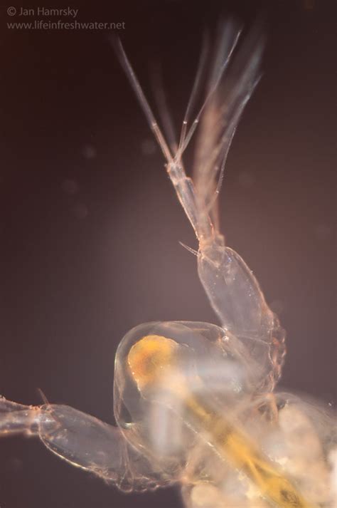 water fleas life  freshwater