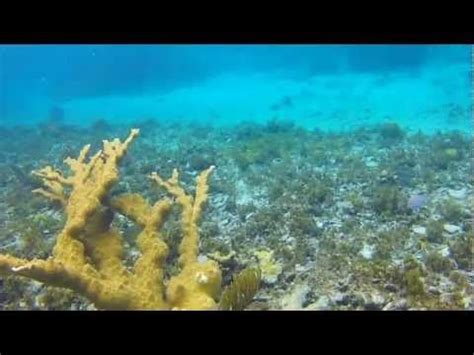 Snorkeling Half Moon Cay | Snorkeling, Half moon, Cay