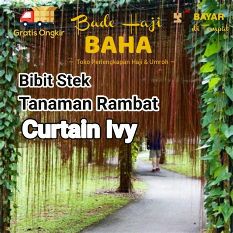 jual tanaman rambat  bibit tanaman rambat  tanaman rambat gantung