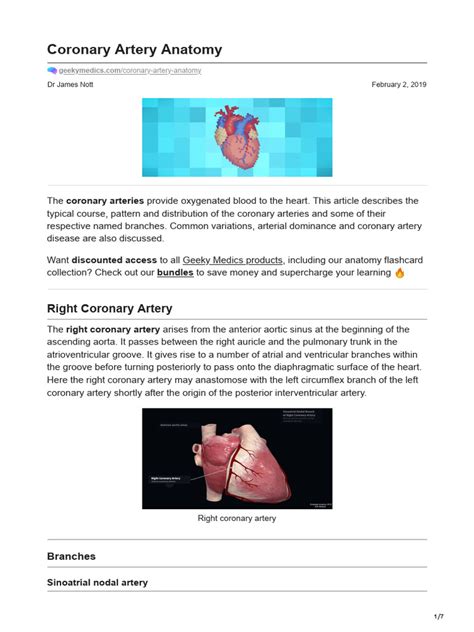 Coronary Artery Anatomy | PDF | Coronary Circulation | Heart