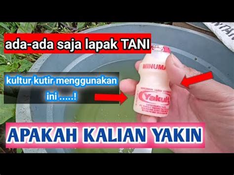 Cara Budidaya Kutu Air Yang Sangat Simpel Dan Sangat Mudah Youtube