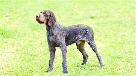 What You Need To Know Before Getting A German Wirehaired Pointer Or