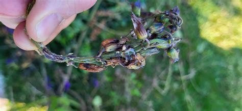 Help - Sick Anise Sage (Salvia guaranitica) : r/plantclinic