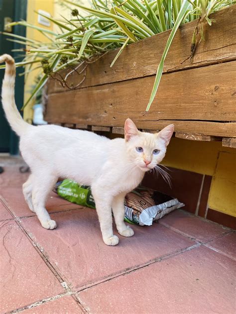 Laura Garijo On Twitter Gatito Busca Hogar En Sevilla Por Favor