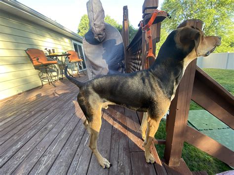 Is My.dog Too Skinny at Darcy Ryan blog