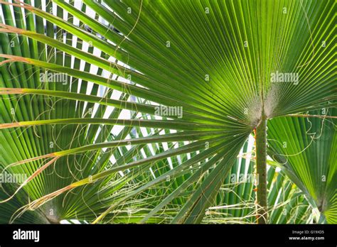 Abanico Chino Palm Livistona Chinensis Hoja Chamaerops Excelsa