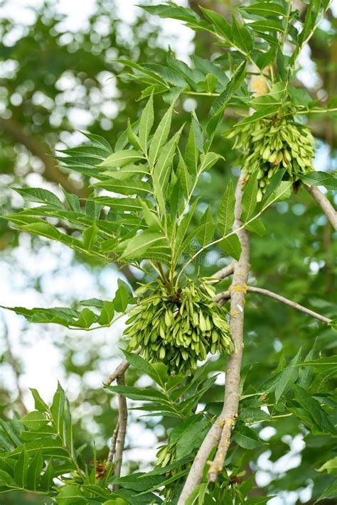 Infructescence With Seeds Of A Common Ash Tree Fraxinus Excelsior Stock