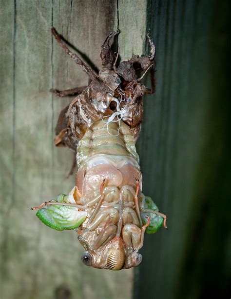 Cicada Emerging Photograph By Andy Crawford