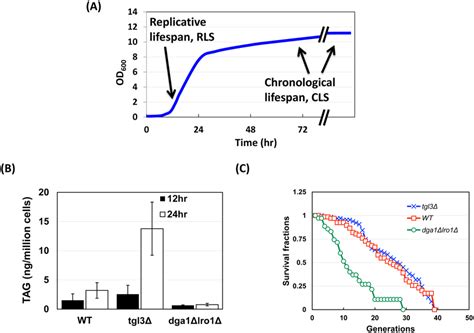 Full Replicative Lifespan Requires TAG A Replicative And