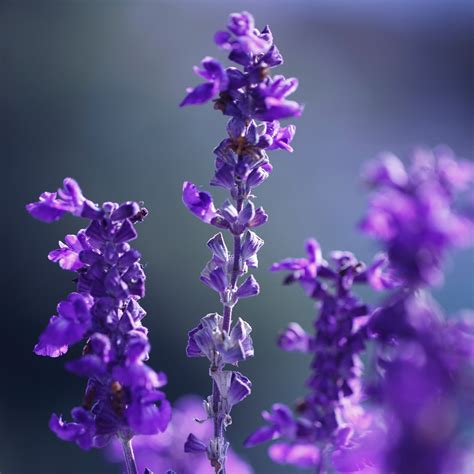 French Lavender Seeds – Easy Grow Seeds