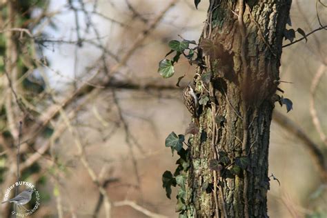 Vision Doiseaux Grimpereau Des Jardins Short Toed Treecreeper