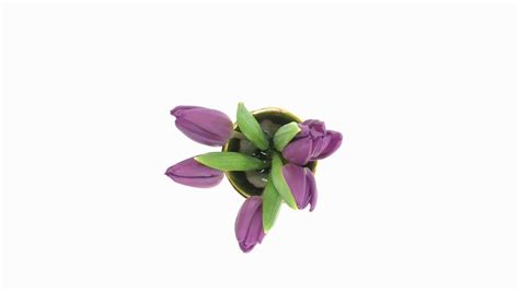 Time Lapse Of Opening Purple Tulips In A Vase 3x1 Isolated On White