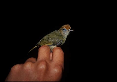 Tawny-crowned Greenlet (Tunchiornis ochraceiceps) :: BirdWeather
