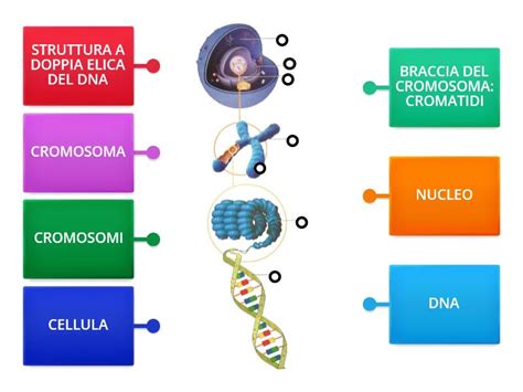 Il DNA Immagini Con Bollini