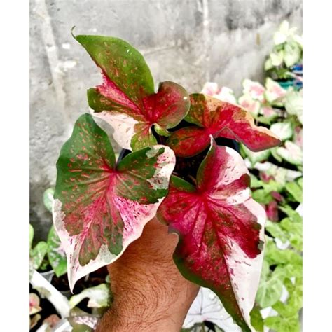 Jual Keladi Hias Npk Tanaman Hias Keladi Caladium Npk Anakan Murah