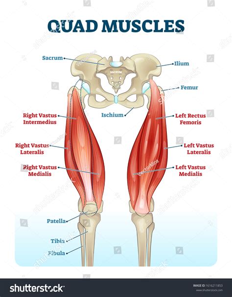 Lower Limb Muscles Diagram