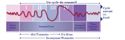 Les phases du sommeil LE Rêve