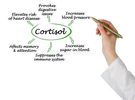 Efectos Del Cortisol Sobre El Organismo Foto De Archivo Imagen De