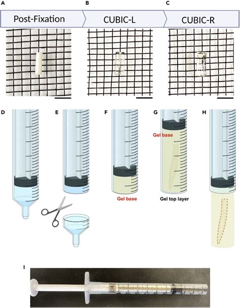 Tissue Clearing Overview A C Images Showing The Stages Of Tissue