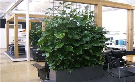 The right plants can reduce indoor pollution and save energy ...