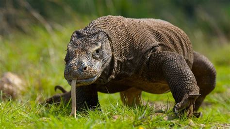 Descubriendo Al Rey De Los Reptiles ¿cuál Es El Lagarto Más Grande Del