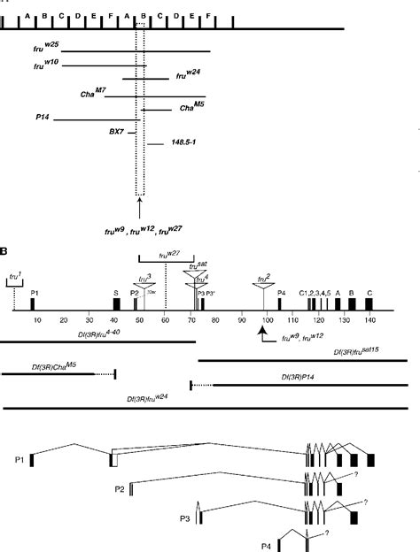 Figure 1 From Molecular Genetic Dissection Of The Sex Specific And