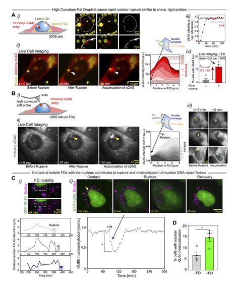 JCellBiol On Twitter Small Lipid Droplets Are Rigid Enough To Indent