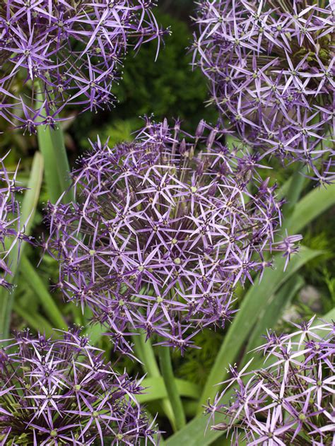 Allium Bulbs For Sale Allium Christophii Gold Medal Winning Harts