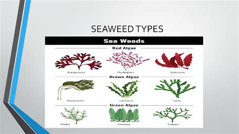 SEAWEED FARMING