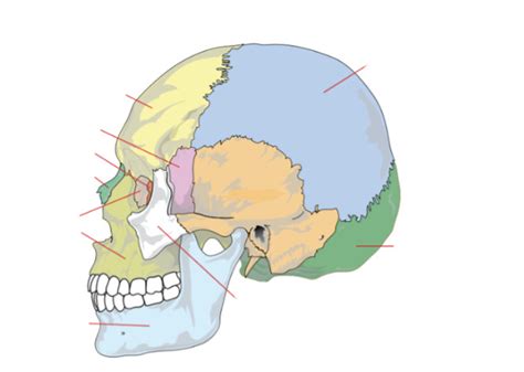 Bones Of The Skull Pt Diagram Quizlet